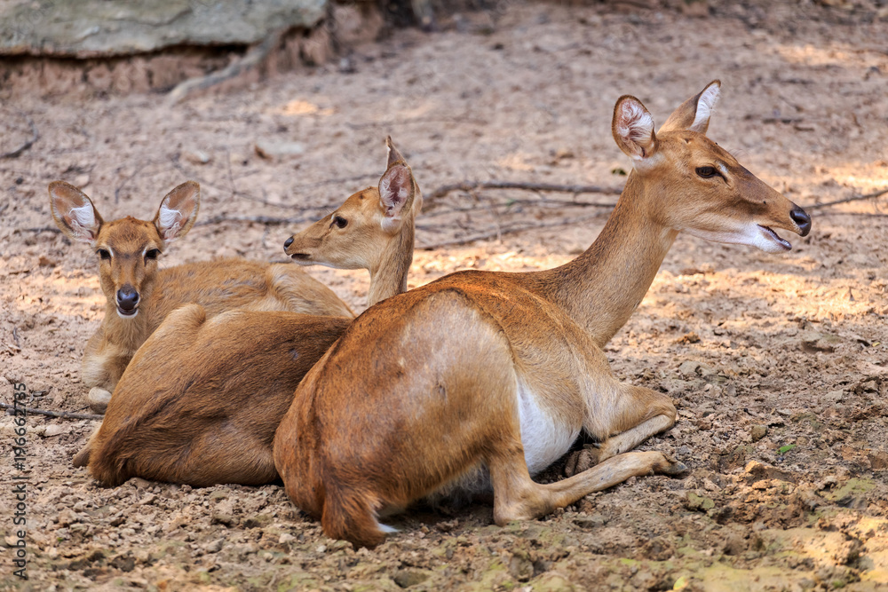 Family of deer sitting on ground