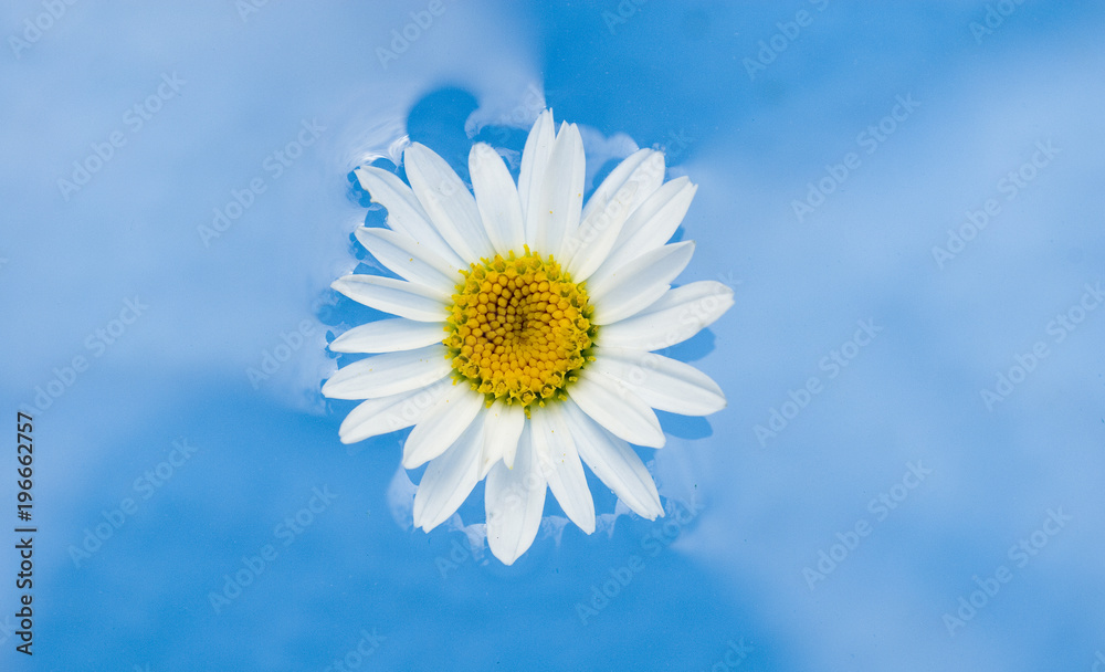 white daisy flower floating in blue water of swimming pool, wellness center, water reflections, beauty, health, elegance, harmony, serenity, luxury, treatments, aromatherapy, spring, summer, Italy white daisy flower floating in blue water of swimming pool, wellness center, water reflections, beauty, health, elegance, harmony, serenity, luxury, treatments, aromatherapy, spring, summer, Italy