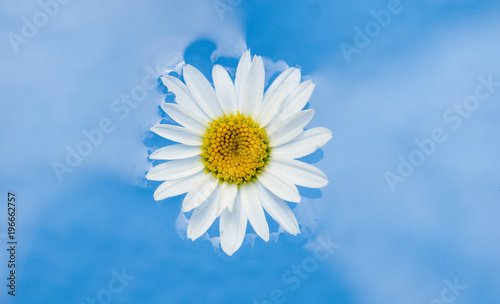 white daisy flower floating in blue water of swimming pool, wellness center, water reflections, beauty, health, elegance, harmony, serenity, luxury, treatments, aromatherapy, spring, summer, Italy