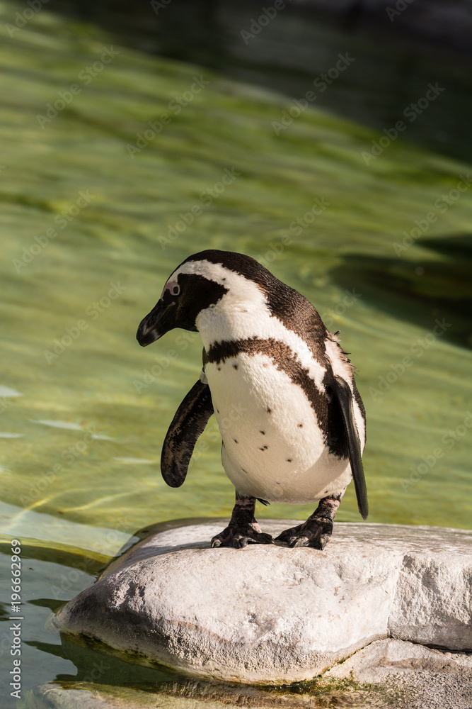 Naklejka premium Brillenpinguin im Zoo
