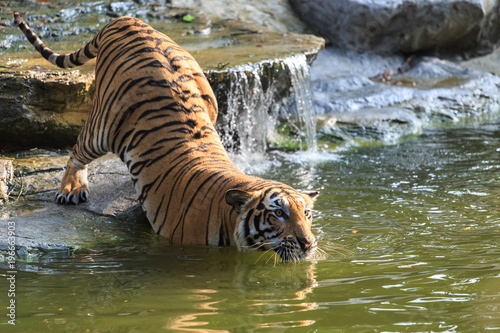 Tiger swimming in a national park