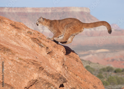 A young cougar landing on a red sandstone boulder after a jumping from the right of the camera with the southwest desert and mesa in the background