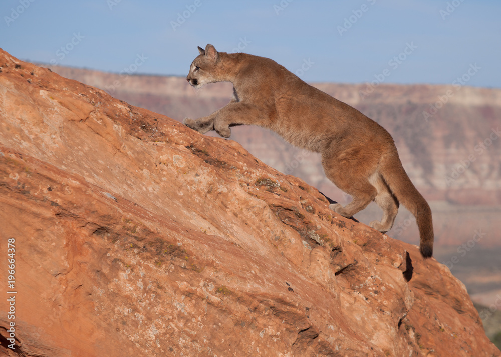 A young cougar moving up a red sandstone ledge with a southwestern mesa in the background A young cougar moving up a red sandstone ledge with a southwestern mesa in the background