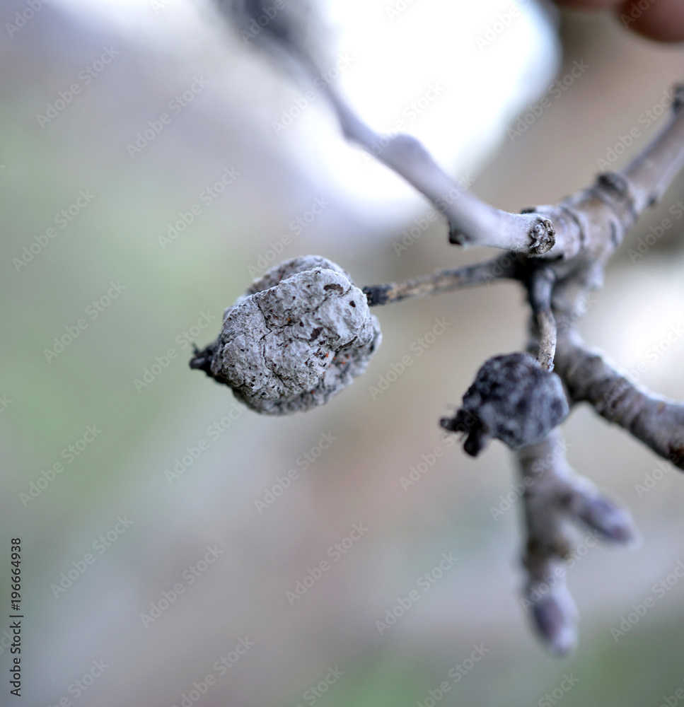 close up of rotten apple with mildew on tree in orchard close up of rotten apple with mildew on tree in orchard