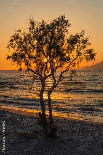 The sun setting behind a lone tree and mountains on a white sandy beach at golden hour.