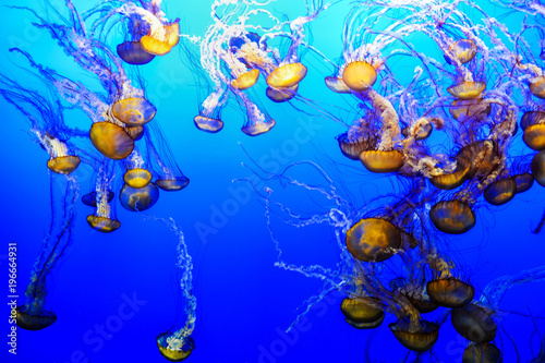 Jellyfish in a marine aquarium against a background of blue water