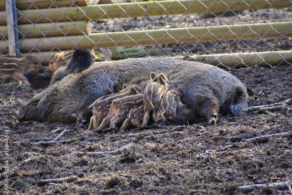 Wild boar with youngsters. Animal in the forest. Wild boar with youngsters. Animal in the forest.