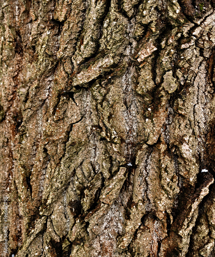 The bark of the tree. Macro texture. The bark of the tree. Macro texture.