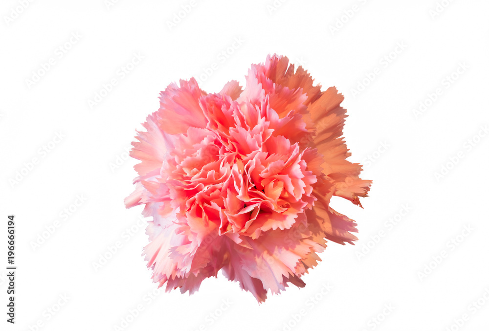 Single Pink Carnation Flower on white background Single Pink Carnation Flower on white background