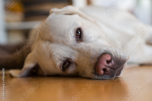 young cute adorable tired labrador retriever dog puppy sleeping at home on the floor