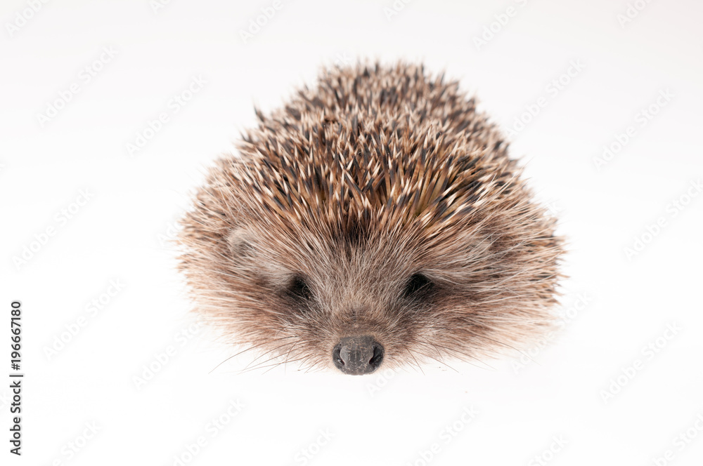 Hedgehog on white background Hedgehog on white background