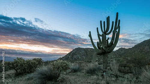 Arizona Saguaro cactus sunrise time lapse near Mcdowell mountains in Scottsdale.   photo