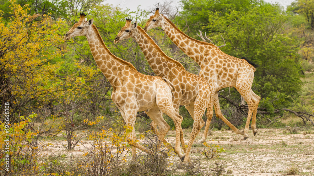Obraz premium Running Giraffes 