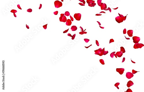 Red rose petals fly in a circle. The center free space for Your photos or text