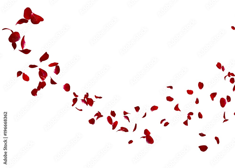 Fototapeta premium W oddali latają płatki ciemnoczerwonej róży