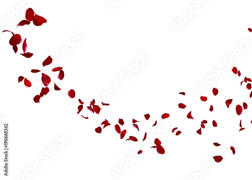 The petals of a dark red rose fly far into the distance