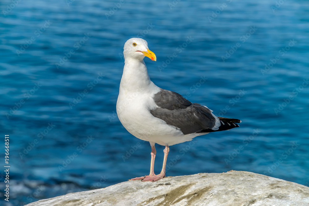 Seagull Close-up - A close-up view of a seagull standing on a seaside rock and turning its head towards camera. Seagull Close-up - A close-up view of a seagull standing on a seaside rock and turning its head towards camera.