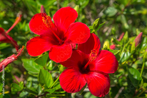 Hibiscus flowers on the bush in Egypt © Patryk Kosmider