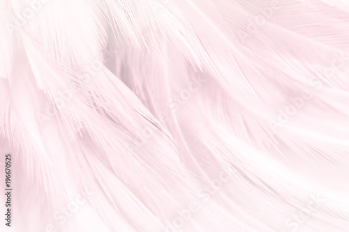 Pink feather textured background.