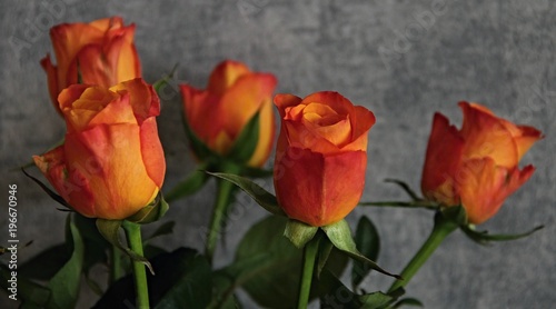 orange Rosen vor grauem Hintergrund