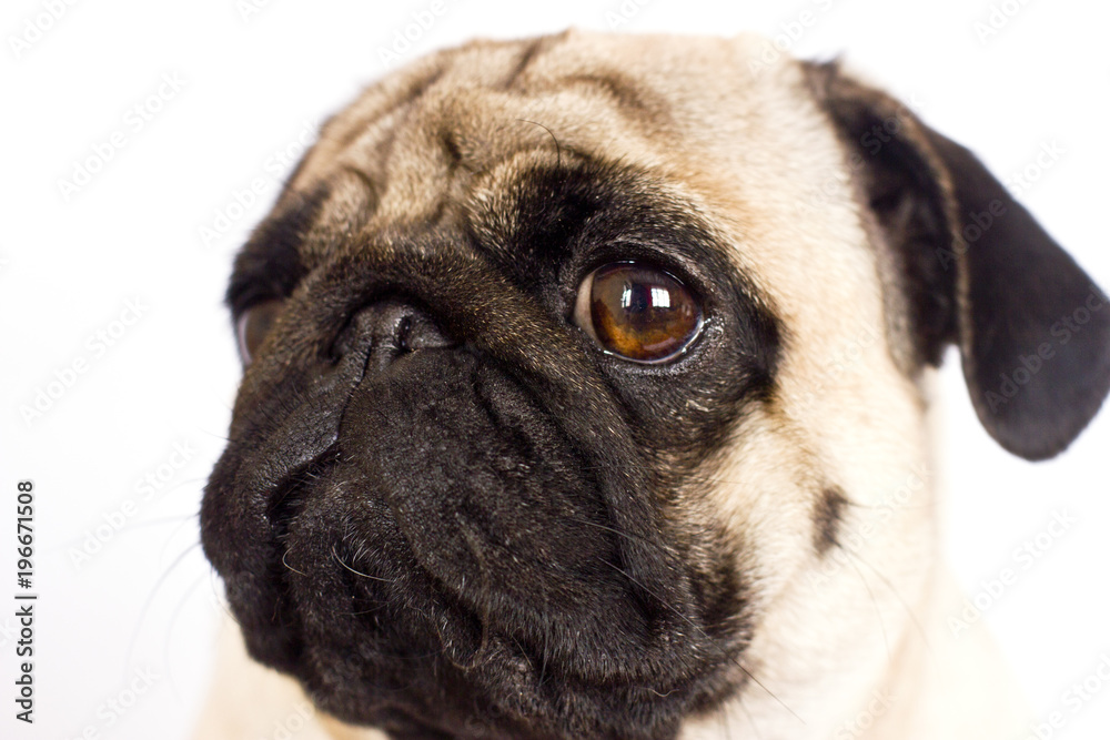 The pug dog sits and looks directly into the camera. Sad big eyes.