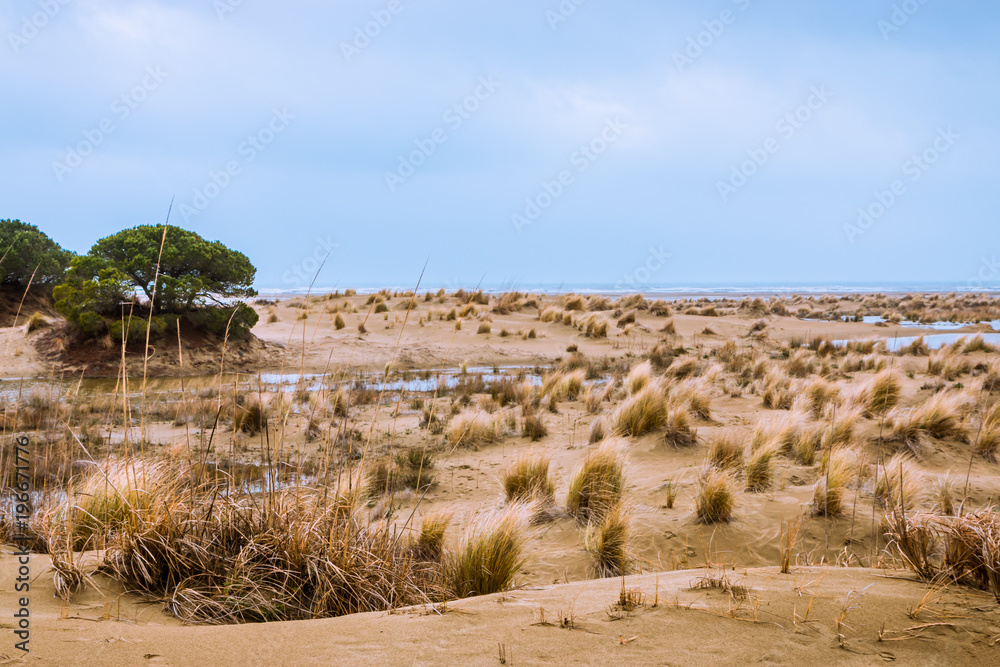 La Plage de l'Espiguette