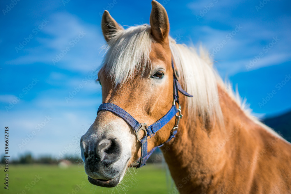 Fototapeta premium Brown Horse Portrait