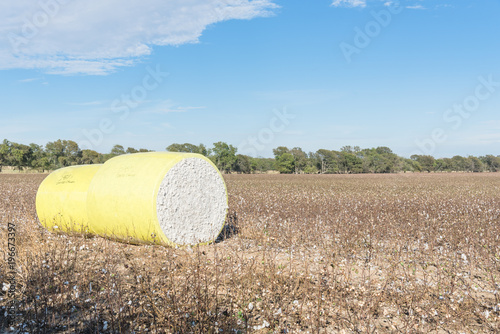 Row of round bales of harvested fluffy cotton wrapped in yellow plastic under cloud blue sky. Captured cat cotton field in Northeast Texas. Agriculture background photo