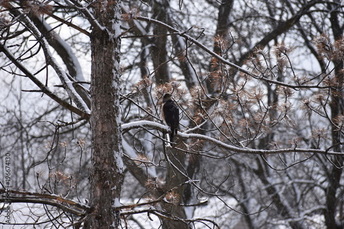 Hawk on a winter day