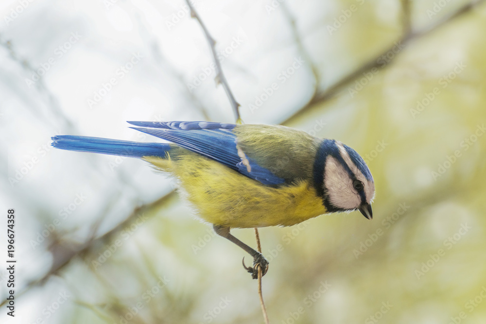 Fototapeta premium Blaumeise klettert im Frühling einen kleinen Zweig hinunter