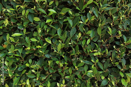 Natural minimal creative background of bright green leaves of a ficus bush with soft light. Sheared evergreen hedge