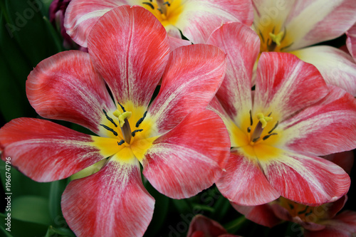 Тюльпаны チューリップ tulips