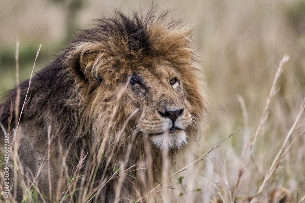 Fototapeta premium Portrait of the dominant lion male Scarface in the Masai Mara National Park in Kenya
