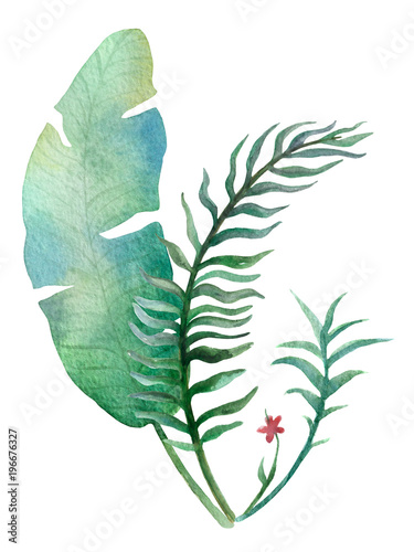 Watercolour green tropical leaf on white background.