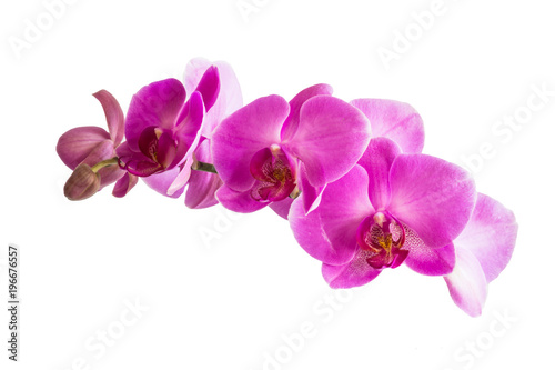 Beautiful orchid purple flowers isolated. © Andrew_N
