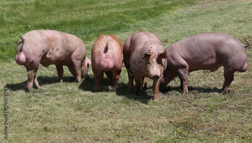 Healthy young pigs graze together on farm