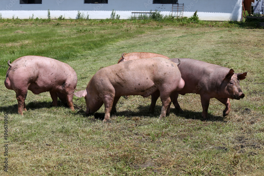 Piglets runs across the meadow at animal farm natural environment Piglets runs across the meadow at animal farm natural environment