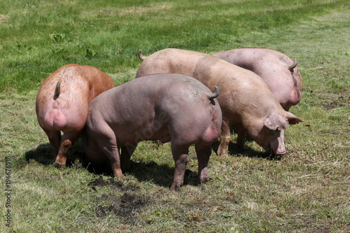 Young healthy pigs living at animal farm rural scene in natural environment