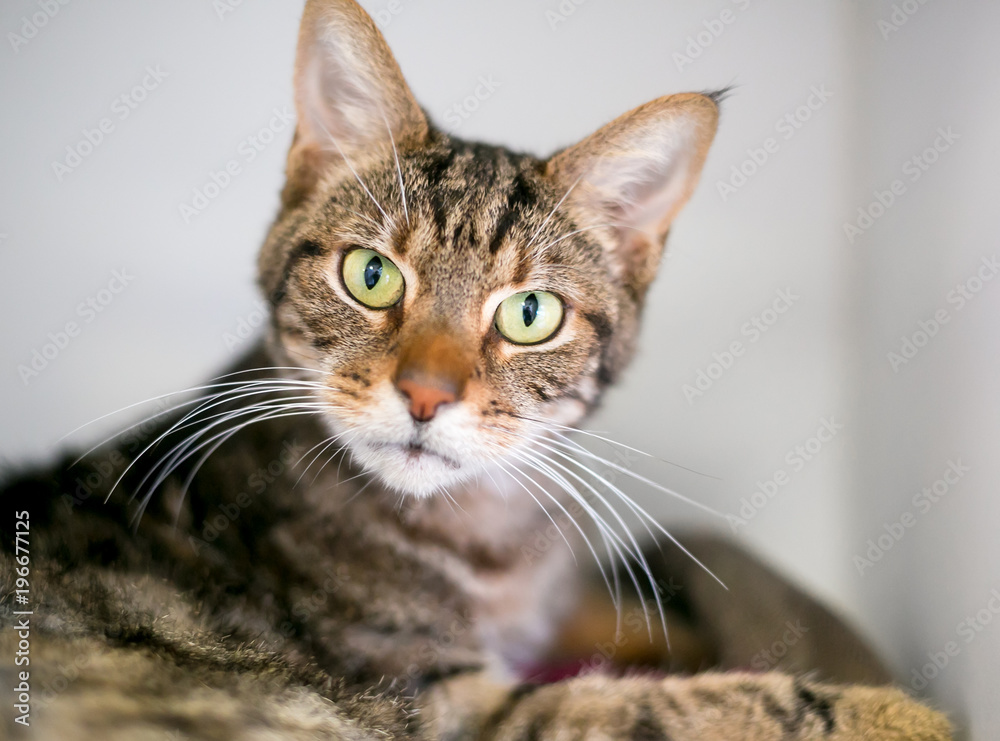 A brown tabby domestic shorthair cat staring at the camera