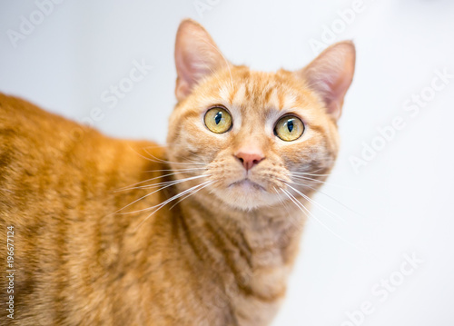 Portrait of an orange tabby domestic shorthair cat on a white background © Mary Swift