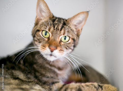 A brown tabby domestic shorthair cat staring at the camera