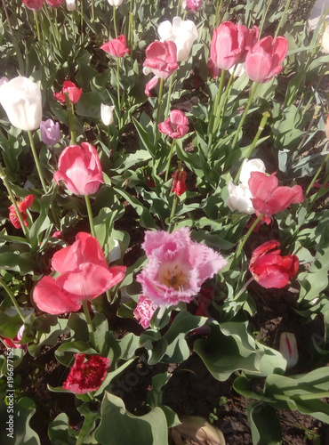 Tulips of different colors blossomed on the plot in the spring
