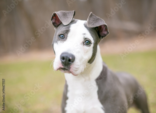 A gray and white Pit Bull Terrier mixed breed dog listening with a head tilt © Mary Swift