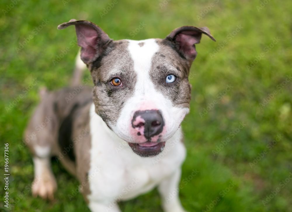 A Catahoula Leopard Dog mixed breed dog with heterochromia, one blue eye and one brown eye