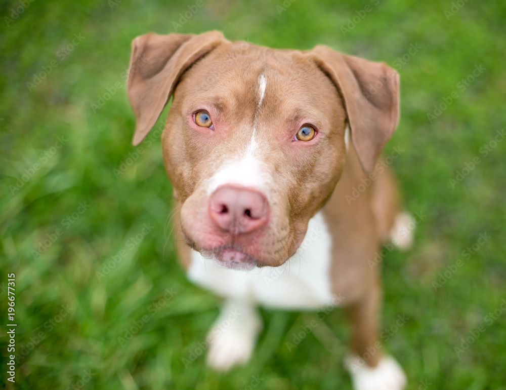 A friendly red and white Pit Bull Terrier mixed breed dog