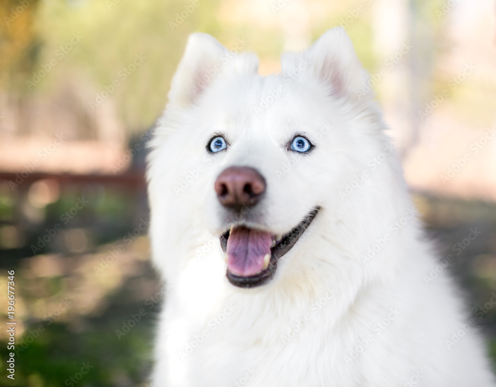 A fluffy purebred Samoyed dog with blue eyes