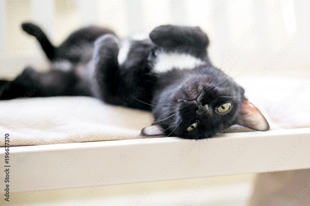 A black cat with yellow eyes lying upside down Stock-Foto | Adobe Stock
