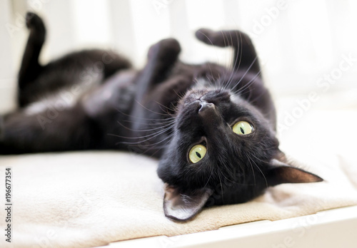 Fotografia A black cat with yellow eyes lying upside down
