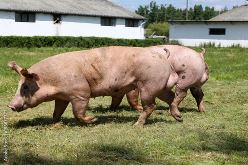 Healthy young pigs graze together on farm © acceptfoto