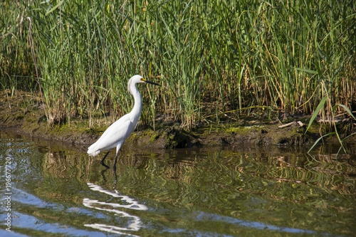Great White Egret on the Hunt